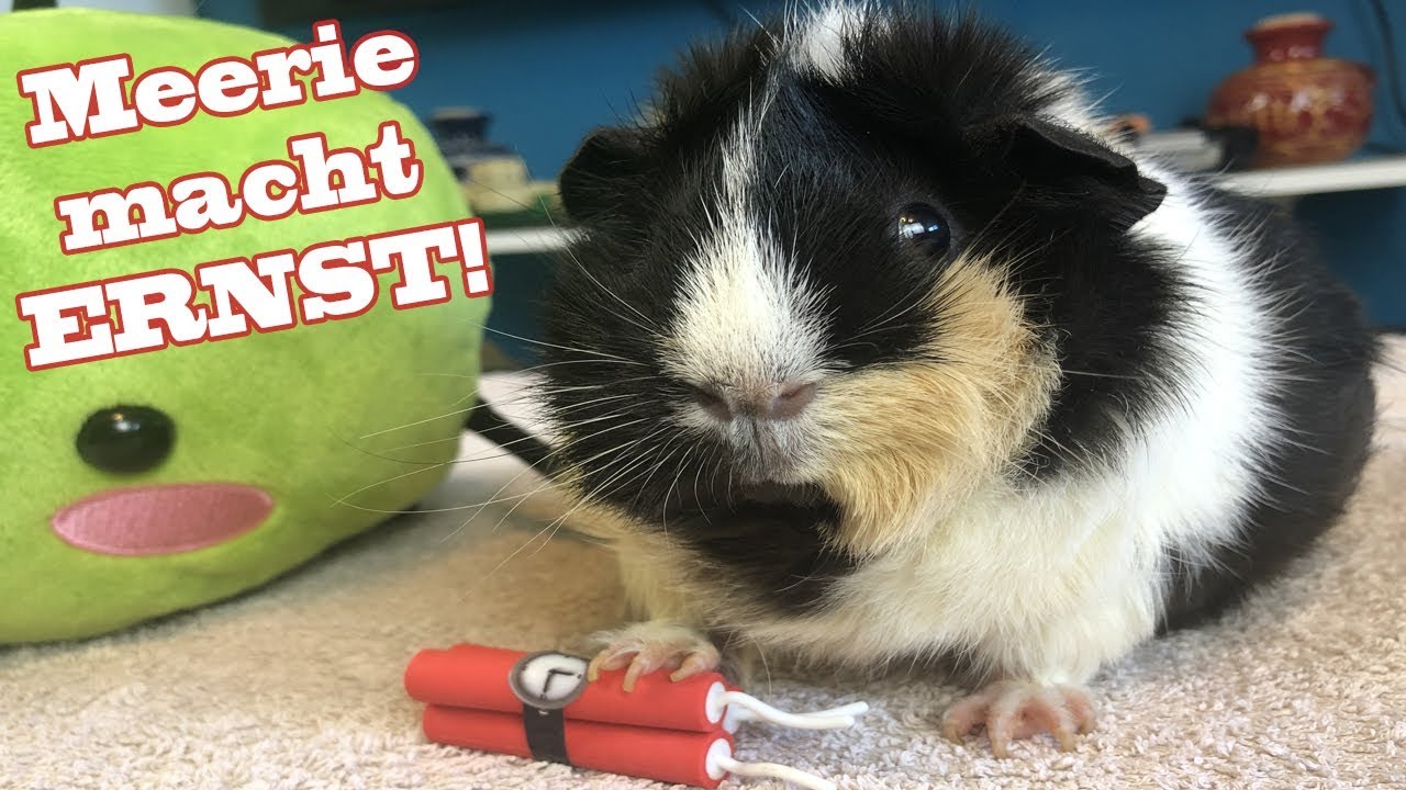 Ein Meerschweinchen macht ERNST | Die Meeries