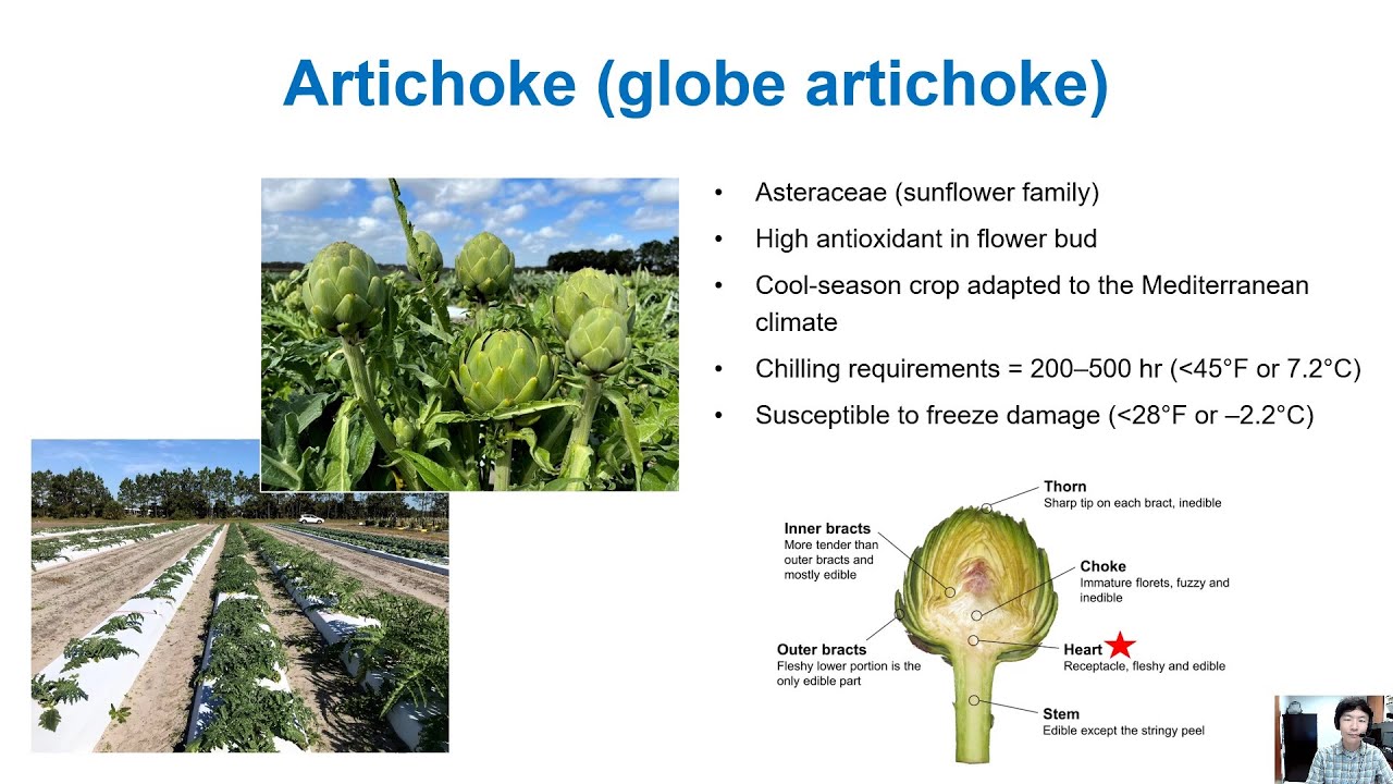 Winter Artichoke Production in Florida | 2022 ASHS Presentation