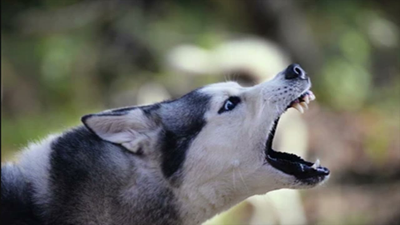 Hundebellen, Bellender hund sound, Hunde bellen