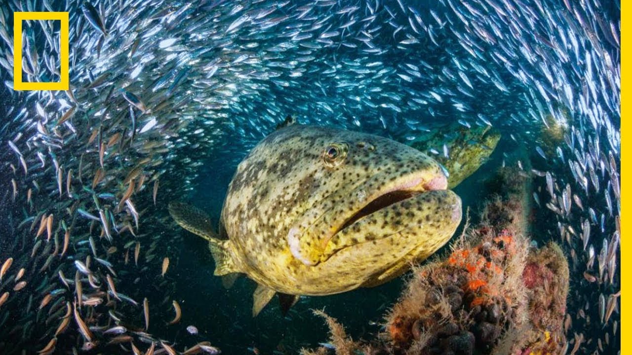 Le m&eacute;rou goliath : un pr&eacute;dateur de taille