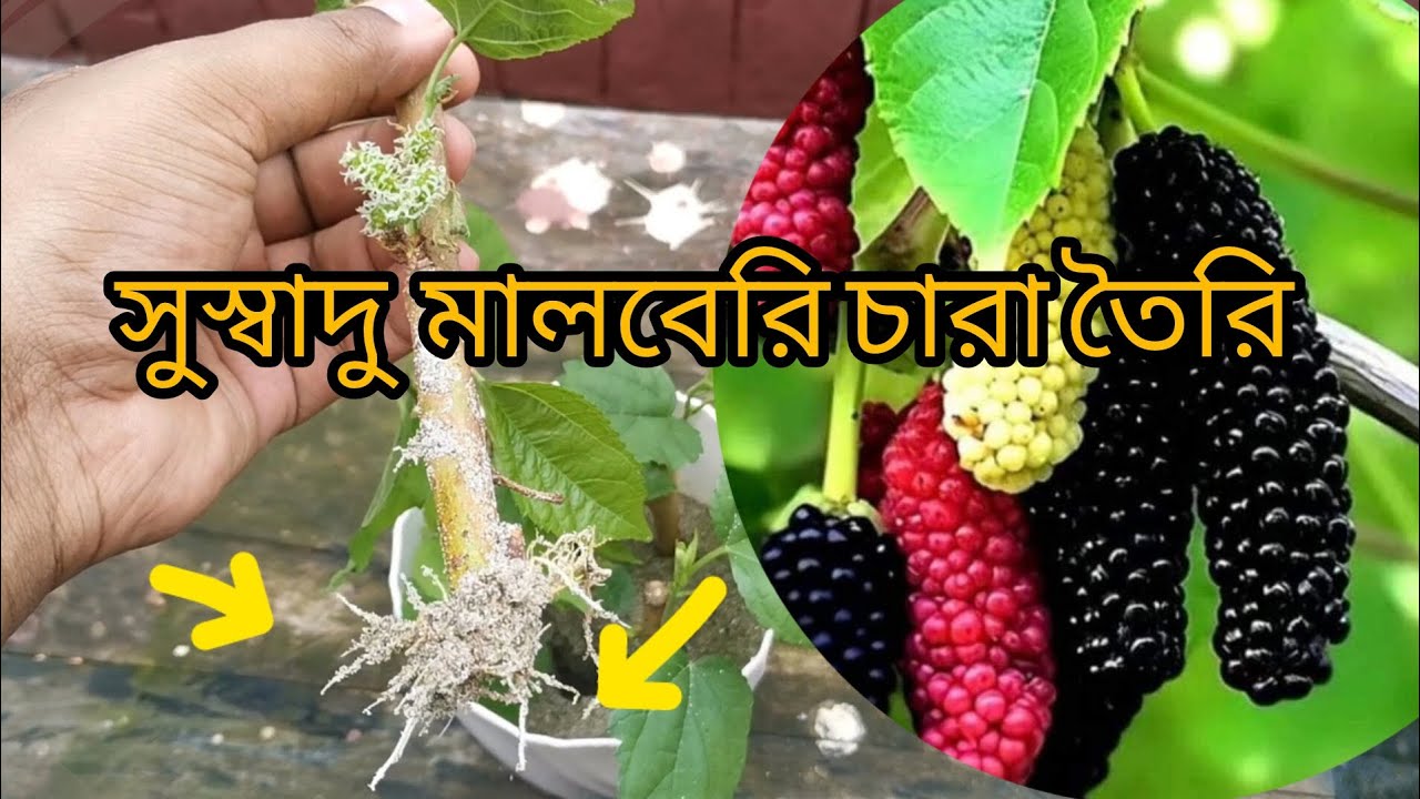 মালবেরি ডাল থেকে চারা তৈরি।। Mallberry propagation