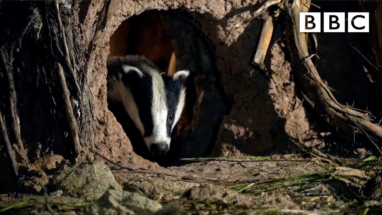 Peek into the amazing secret life of badgers w/ wildlife artist - BBC