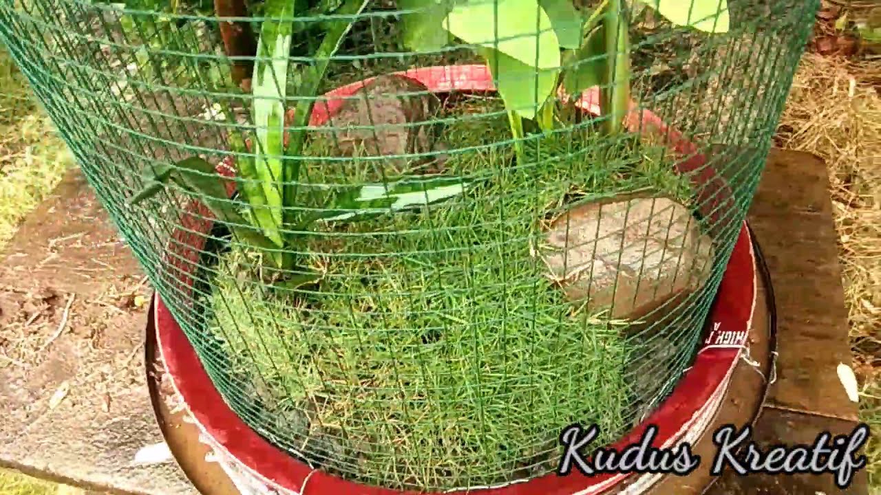 Membuat Aviary Mini Sederhana untuk Burcil #Murah#Mudah#Simple