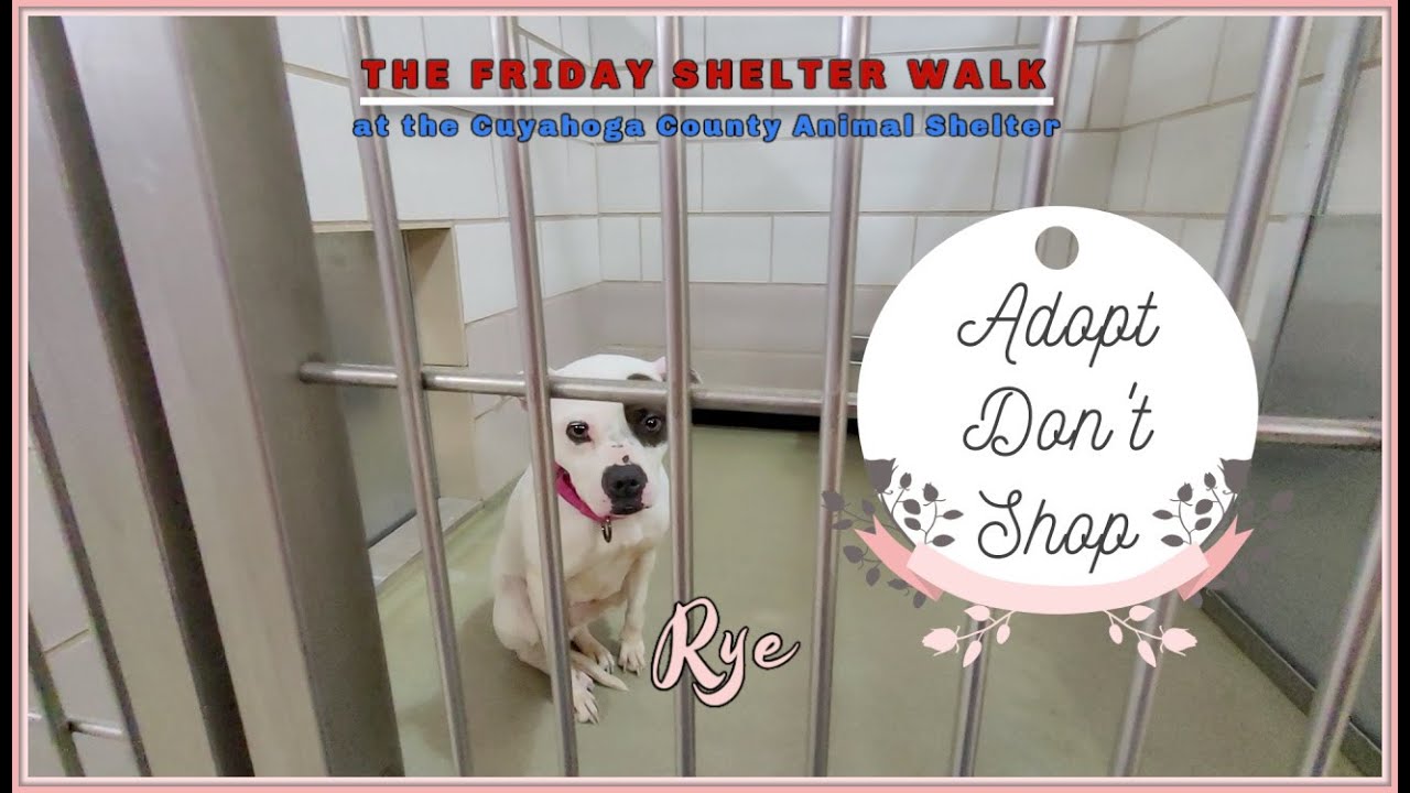 The Friday Shelter Walk At The Cuyahoga County Animal Shelter For The Weekend Of March 11, 2022