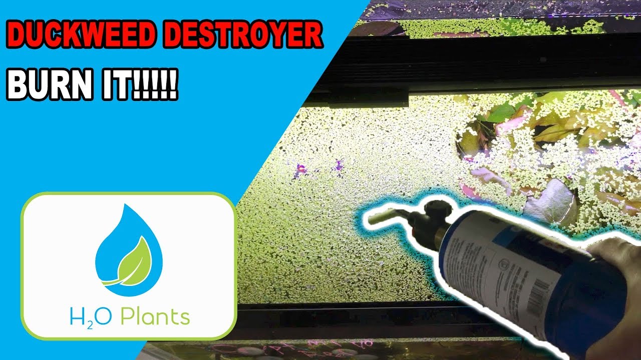 DUCKWEED DESTROYER! - GETTING RID OF DUCKWEED ONCE AND FOR ALL!