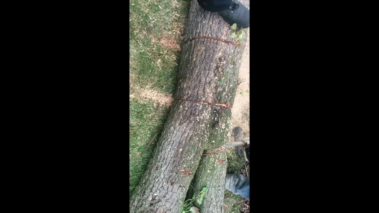 Carpenter Ant Removal in Toronto  Dead Tree