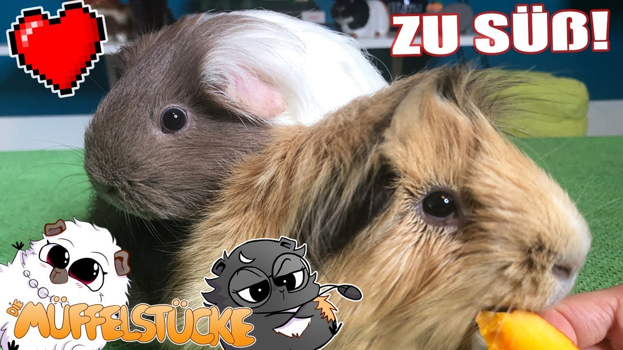 Das NEUE Meerschweinchen ist viel zu süß 😍 | Die Müffelstücke