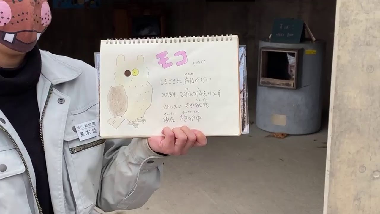 ワンポイントガイド(シマフクロウ)