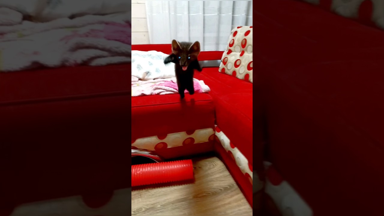 #sable #humor #рекомендации #соболь #happy #love #animals #fannyvideo #comedy #юмор #приколы