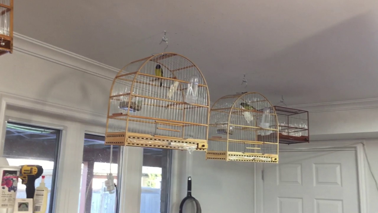 Hooded Siskin ( Pintassilgo) Bird Room