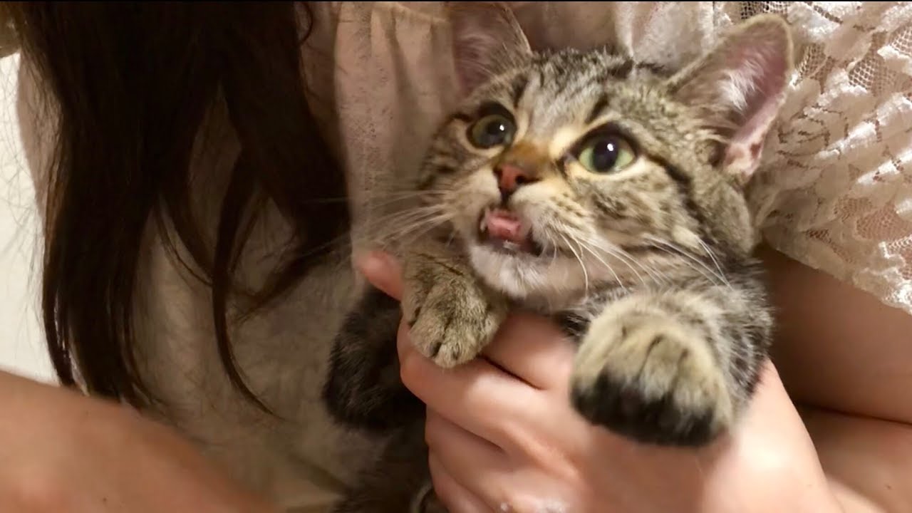 妹にシャンプーで身体をキレイキレイされる子猫