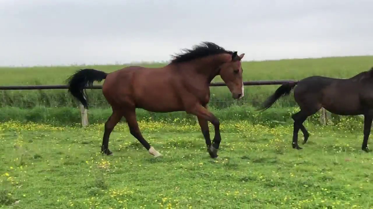 ♥ Je retrouve mes chevaux après 9 mois aux USA ♥