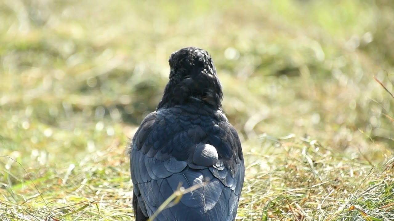 Corneille noire - Carrion crow - Corvus corone 279 (1080p)