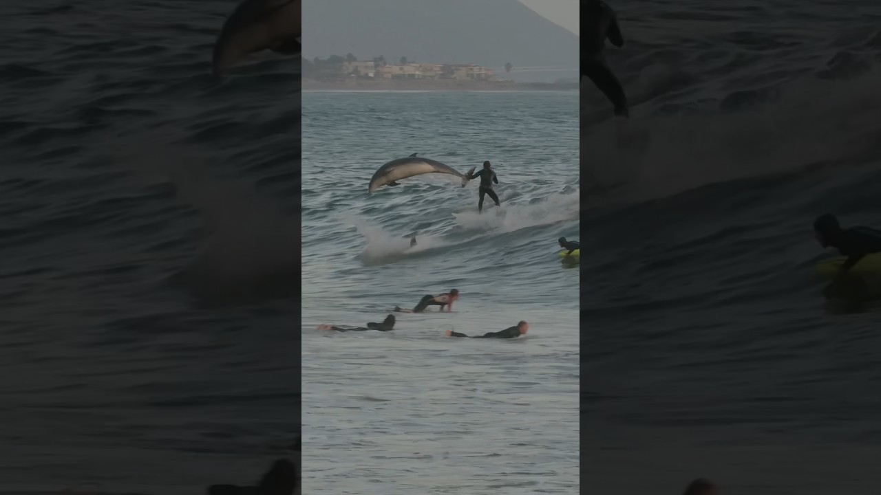 Dolphins share waves with surfers at Rincon!