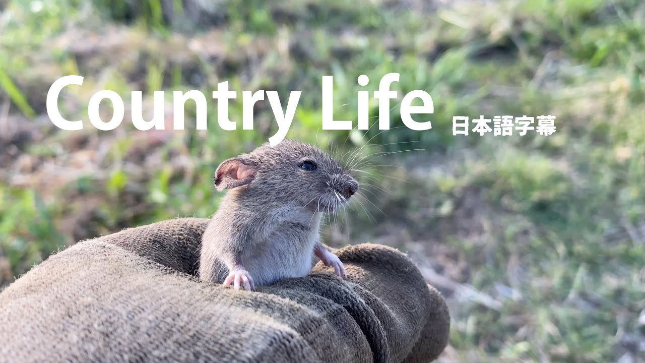 일본시골생활 농부vlog  #토란재배 #mukbank