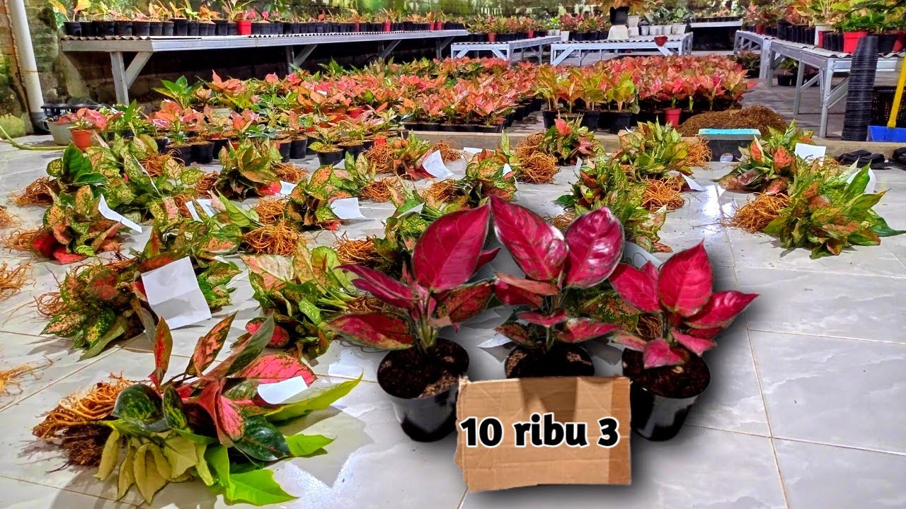 OBRAL AGLONEMA 5 RIBUAN❗Pusat Tanaman Hias