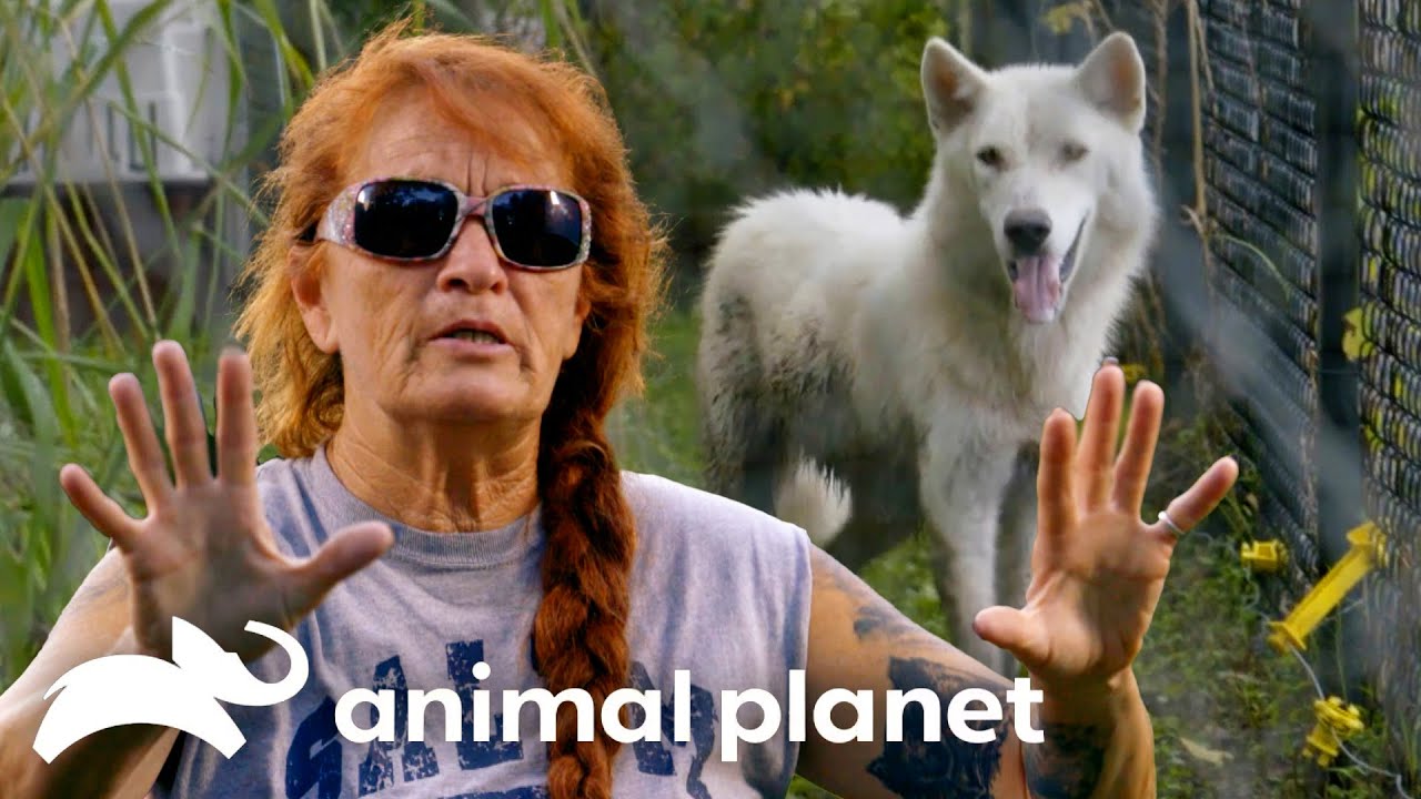 The Craziest Day in Villalobos HISTORY | Pit Bulls and Parolees | Animal Planet
