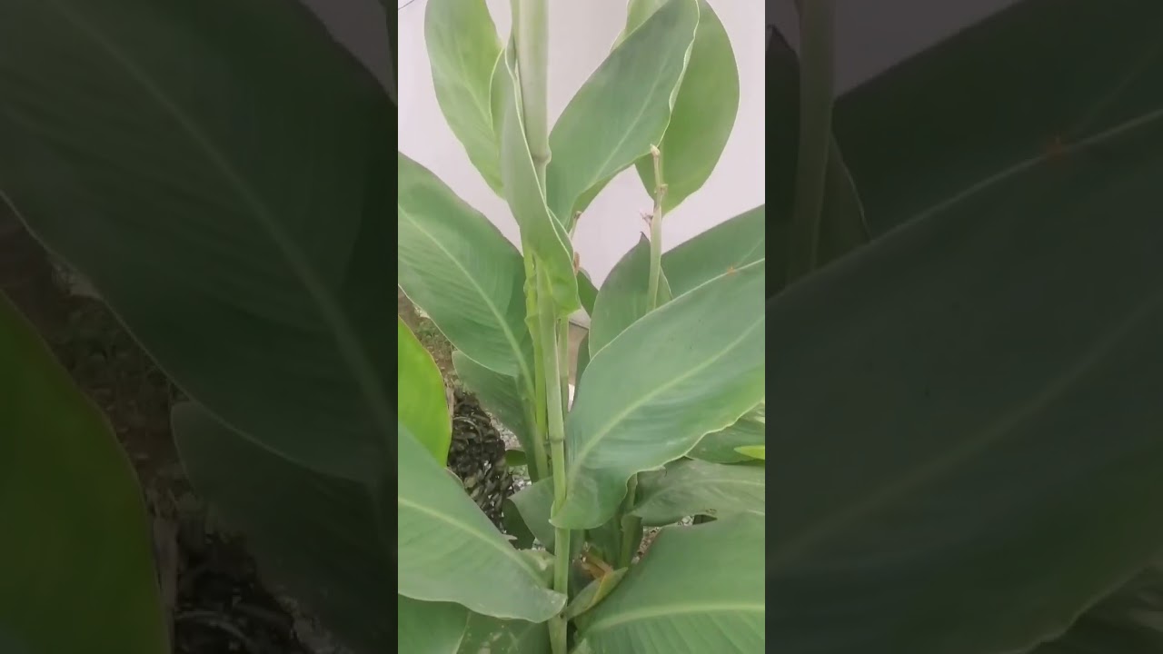 #Canna Flaccida #Golden canna