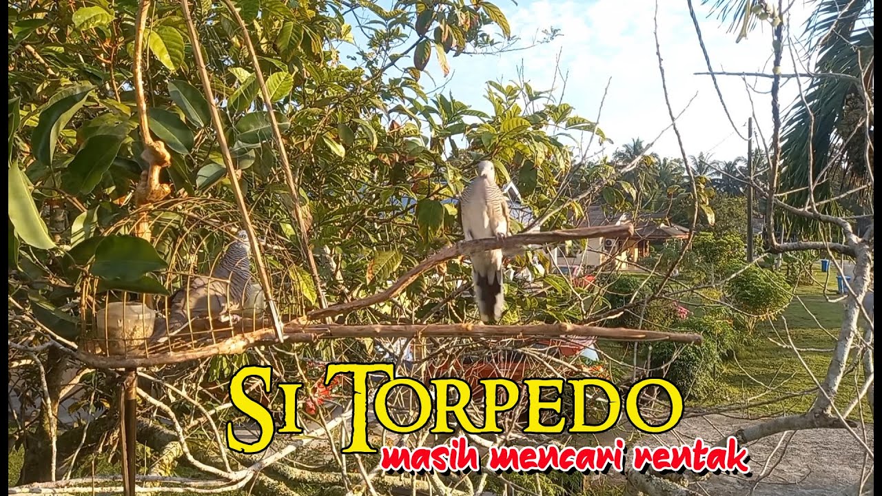 MEMIKAT MERBUK / PERKUTUT .. SI TORPEDO MASIH MENCARI RENTAK