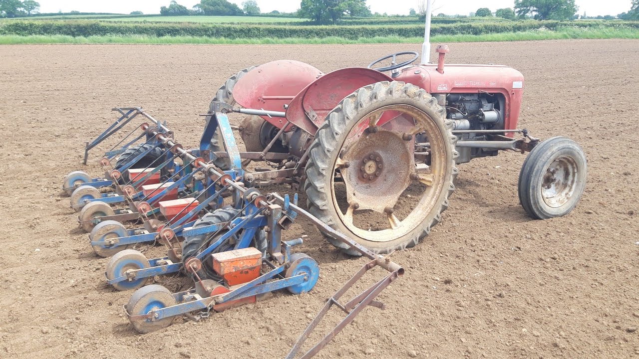 Vintage Thursday. Massey Ferguson 35 drilling Fodder Beet.
