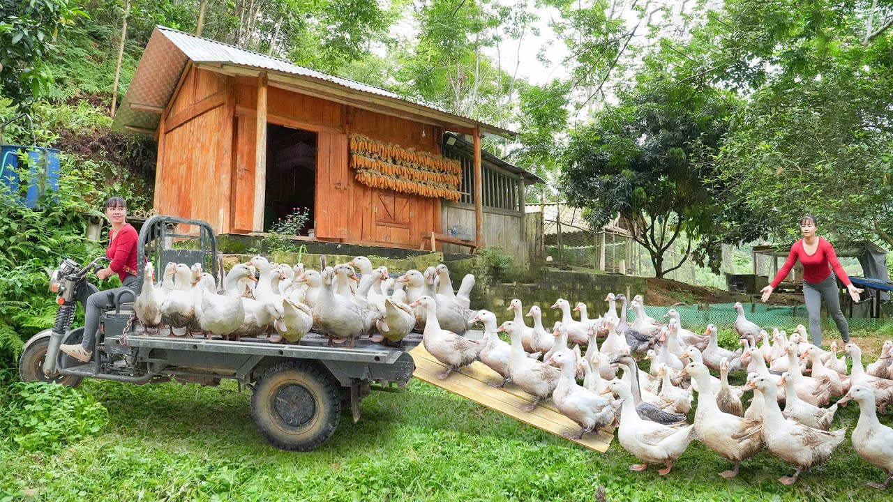 Selling Many Ducks Each 4KG, Use 3-Wheeled Truck Transport Big Ducks Go To Village Market Sell