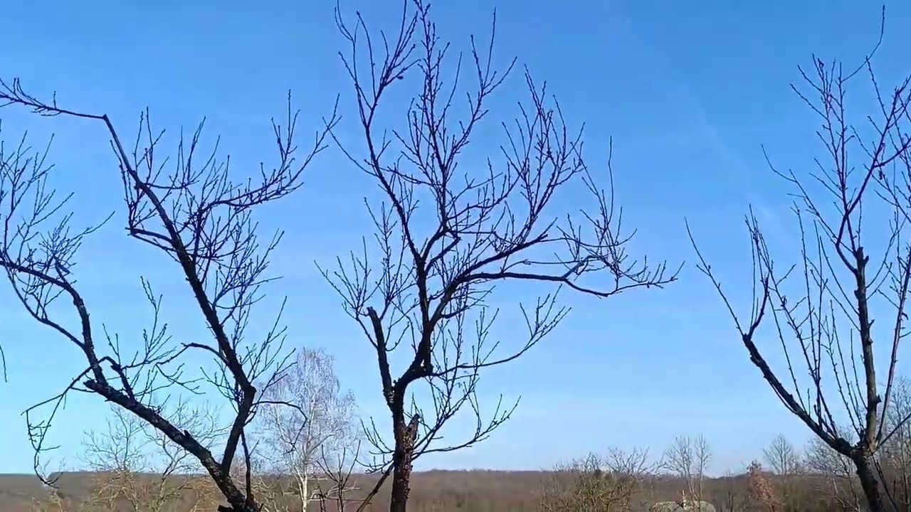 Alsó telken gallyazás