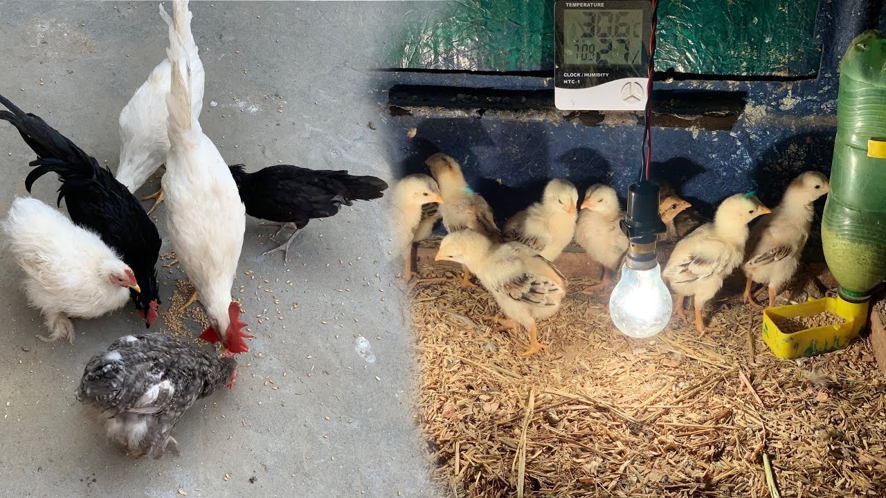 Aseel chicks 🐣 incubator mein sa satup par shift kar diya @Kukkad_club_mehakma 