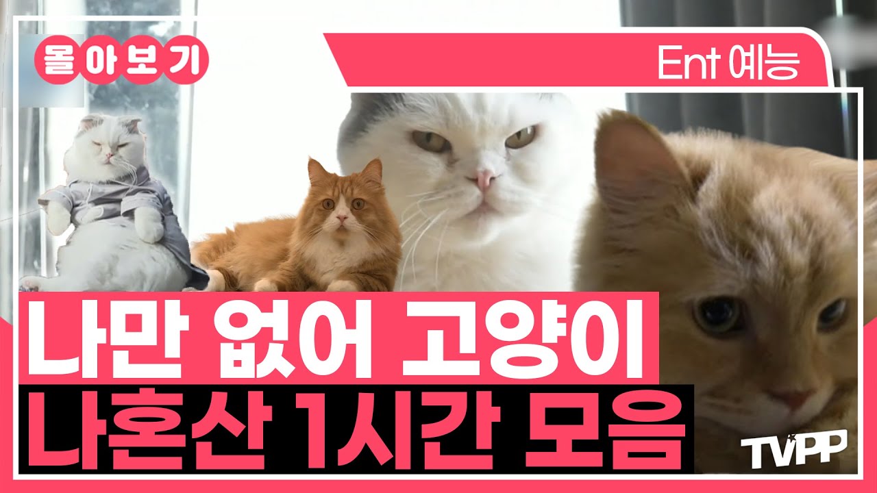 【#TVPP】 나만 없어 고양이🐱, 나혼산 고양이 1시간 모음 | 나혼자산다 | TVPP | MBC 240412 방송 외