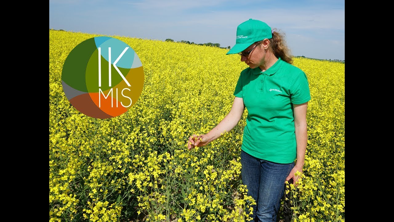 IKMIS 2018. Pasėlių stebėjimas &ndash; situacija Rytų Lietuvoje