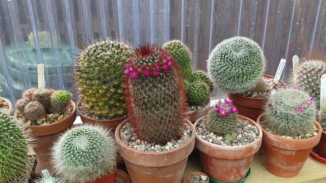 What cacti is flowering in the greenhouse now.
