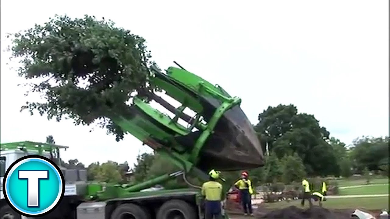 Tree Moving Machine