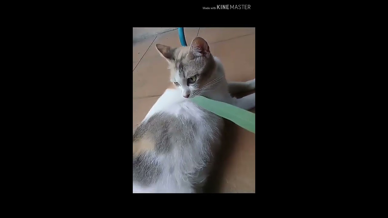 kucing ngamuk