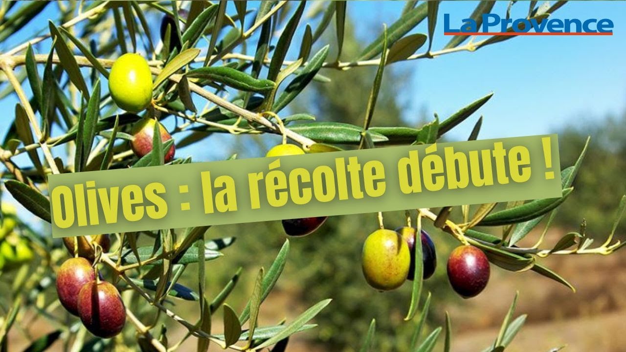 Il y aura moins d'huile d'olive cette année