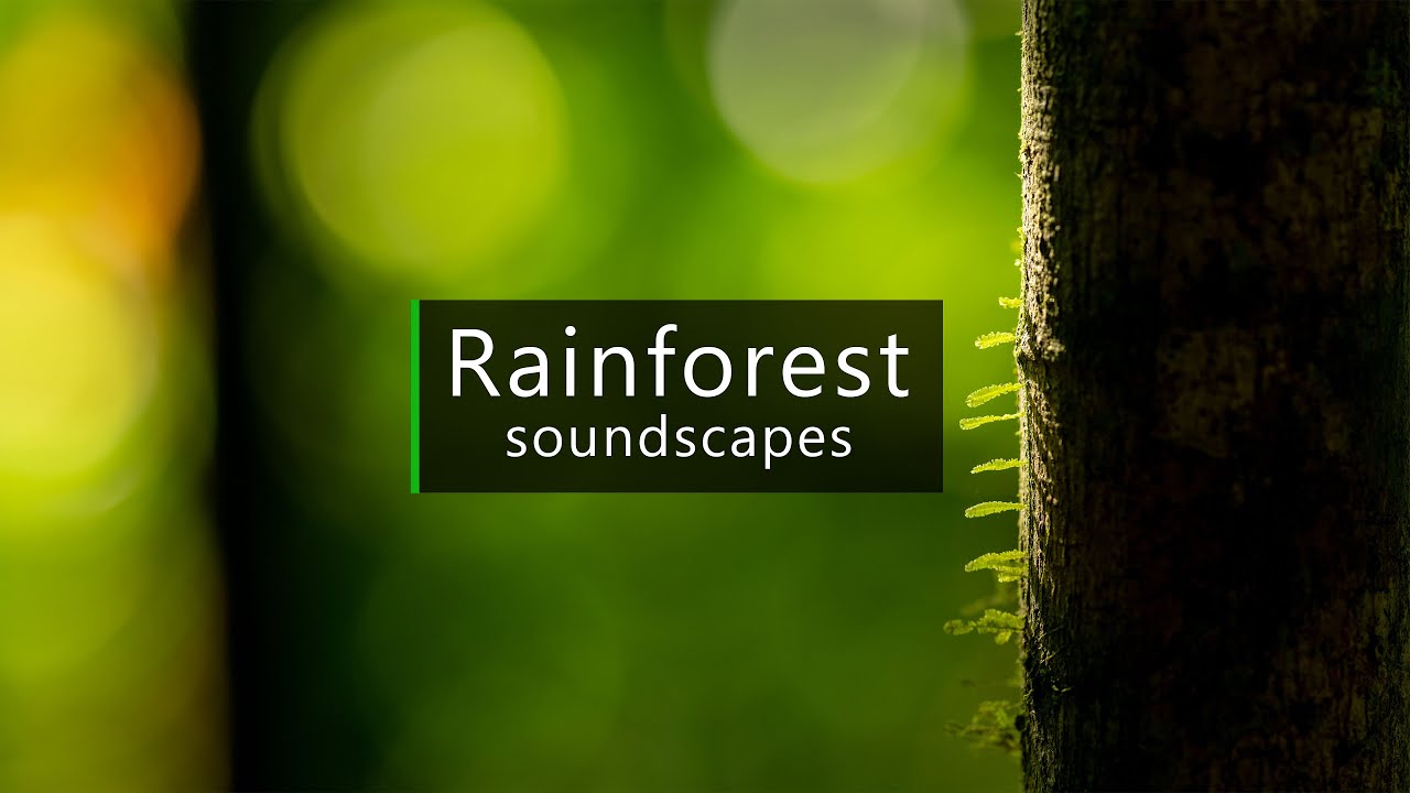Dawn in the rainforest - Sounds of Costa Rica