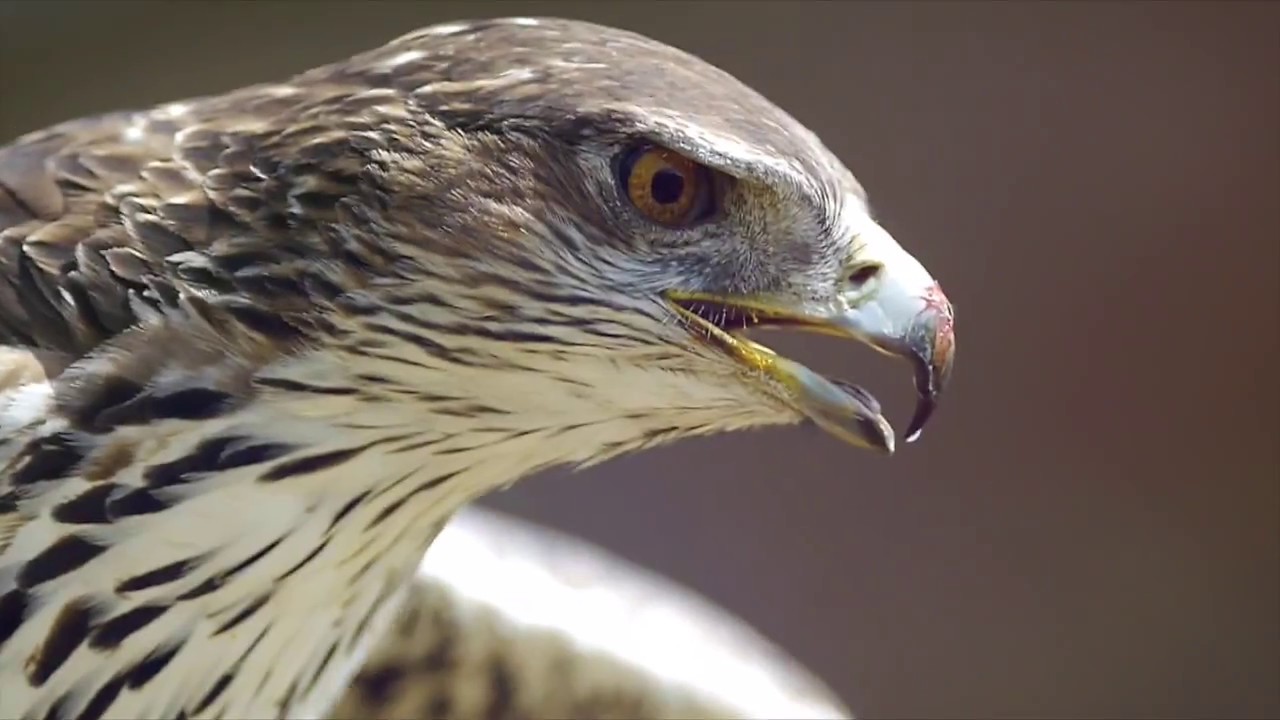 Le Parc national des Calanques en quelques mots