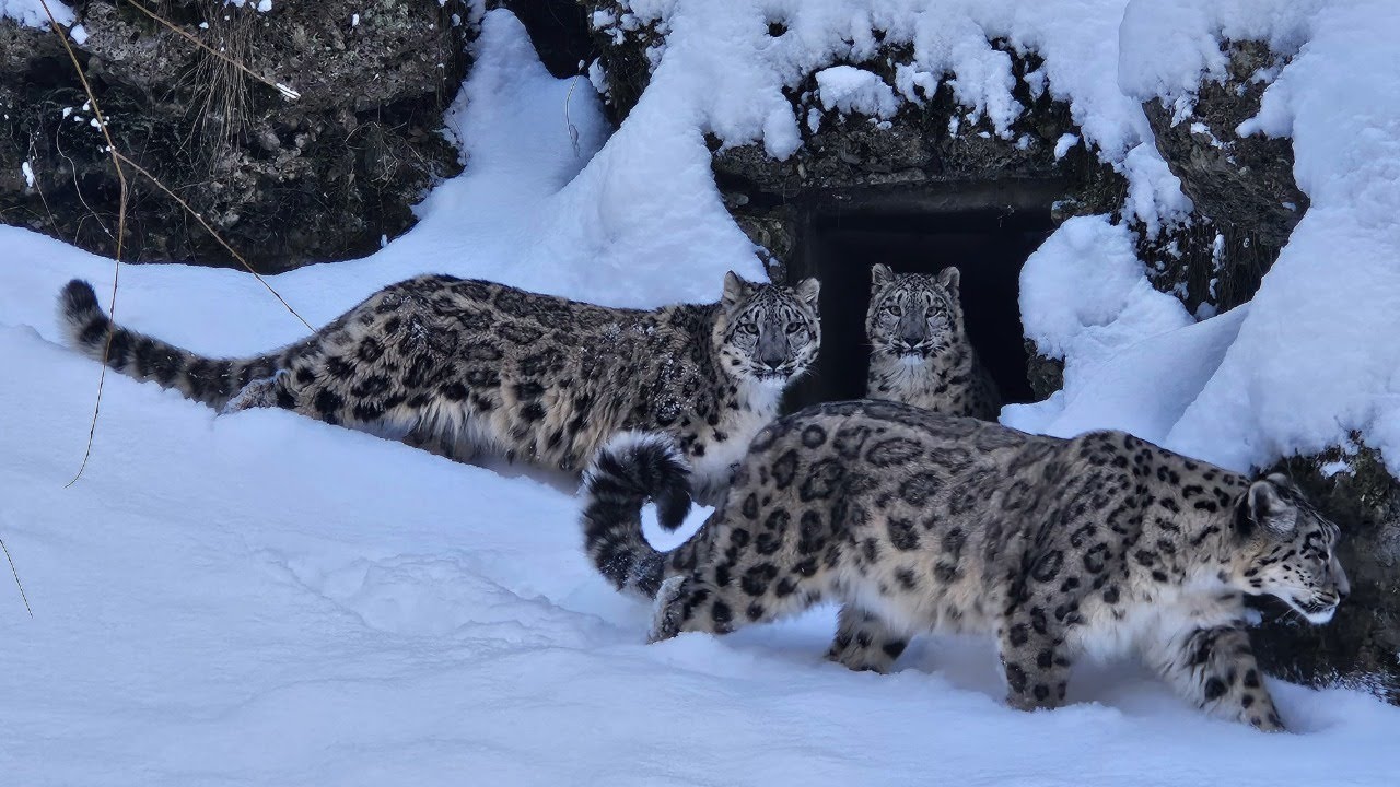 Schneeleoparden im Neuschnee #zoosalzburg #schneeleopard #schnee