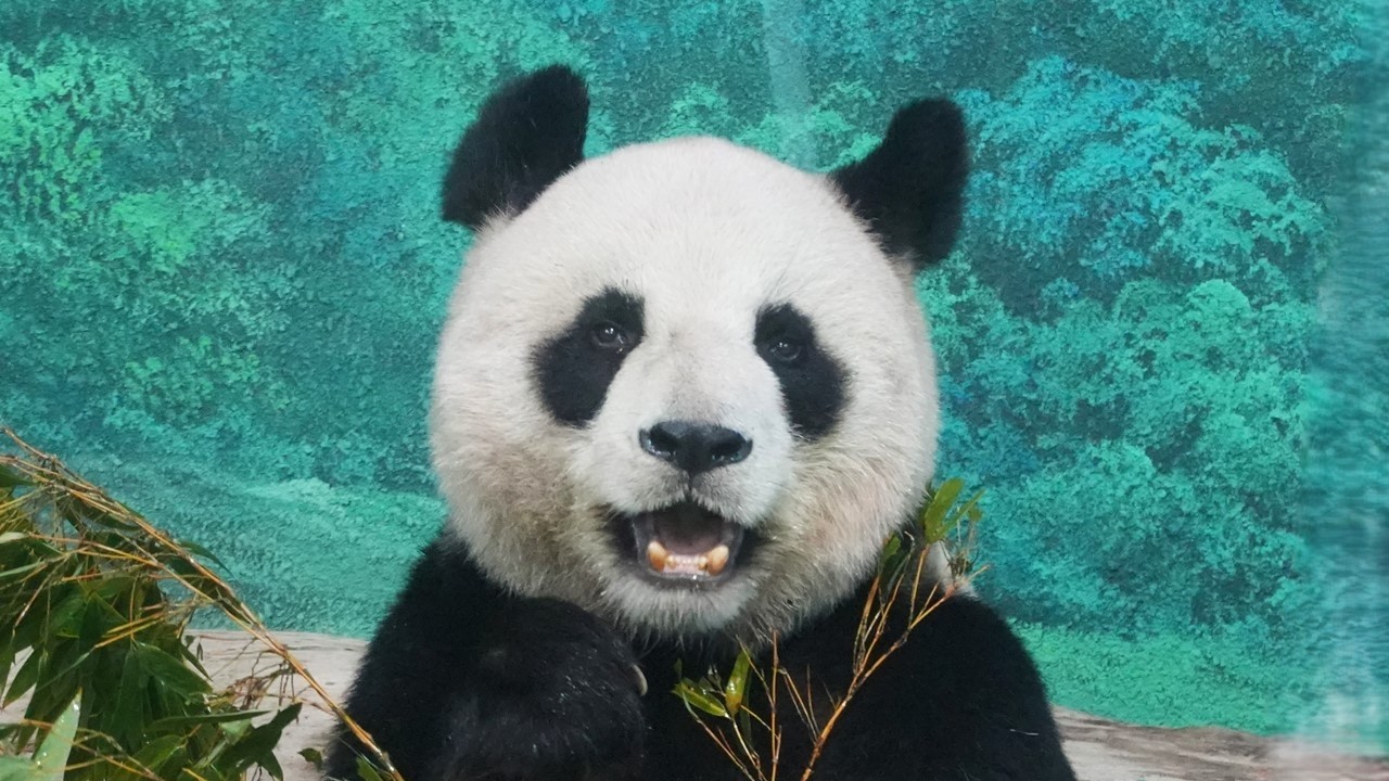 20260207 (11:30) 圓圓對麻布圓球沒興趣，吃完午餐的竹葉和果果後，就睡午覺去囉！ | Giant Panda Yuan Yuan
