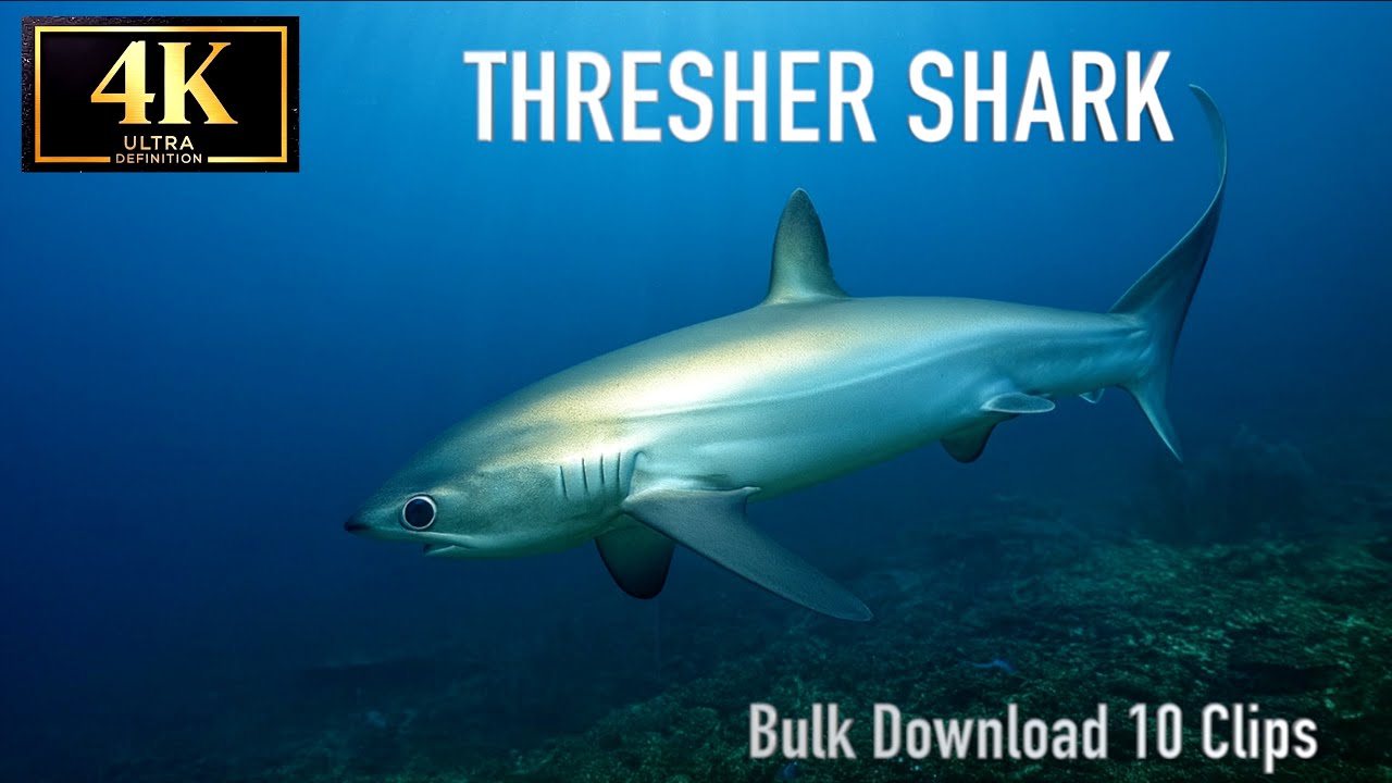 Pelagic Thresher Shark in 4K Ultra HD 🦈 |  Underwater Footage Bulk Download