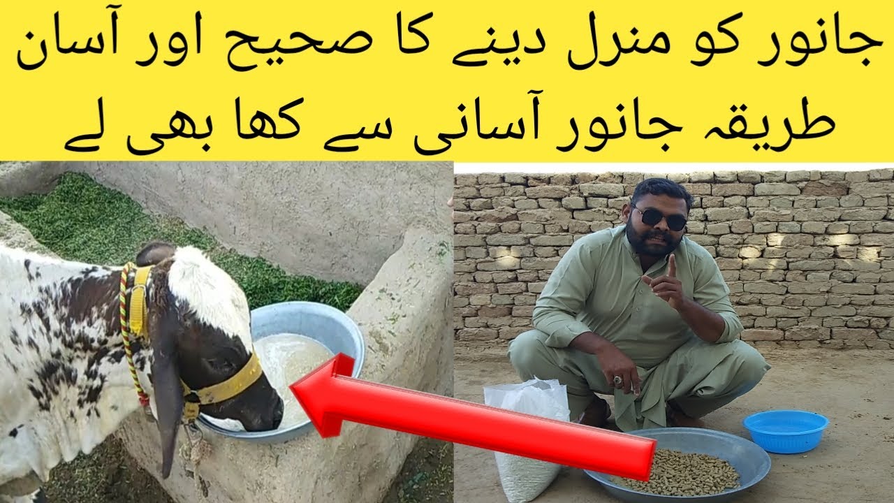 janwar ko miniral khilane ka tarika || جانور کو منرل کھلانے کا طریقہ || Animal Informer TV