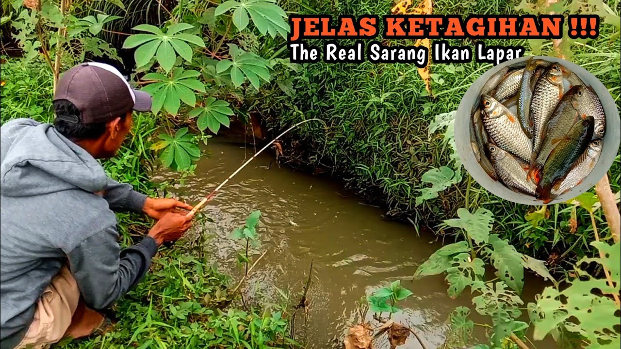 Mancing di selokan banyumas sarang ikan wader babon kelaparan spot baru bikin ketagihan