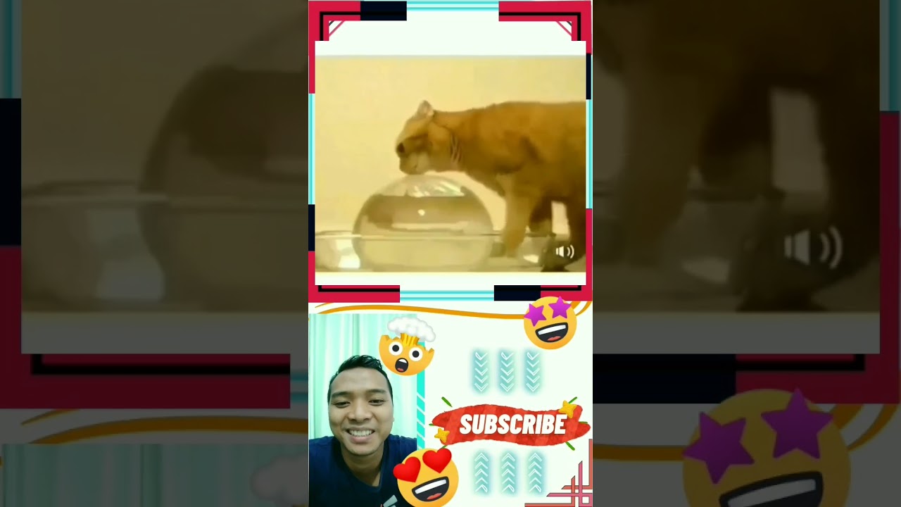 Kucing oyen random 😂😂 #shorts #shortvideo #reaction