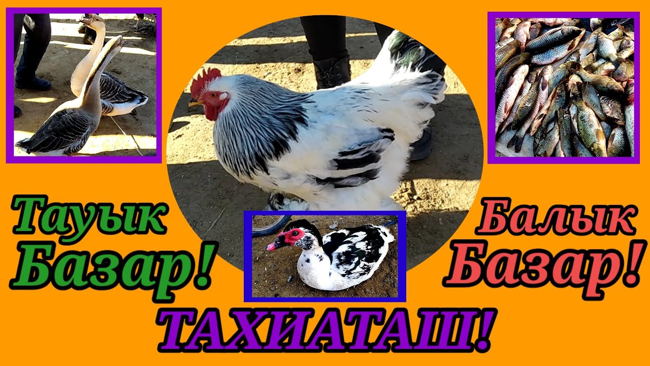 🐓ТАУЫҚ🐠БАЛЫҚ БАЗАР#тахиаташ#каракалпакистан#узбекистан#казакстан#курица#рыба#тауық#петух#птицы#гусь