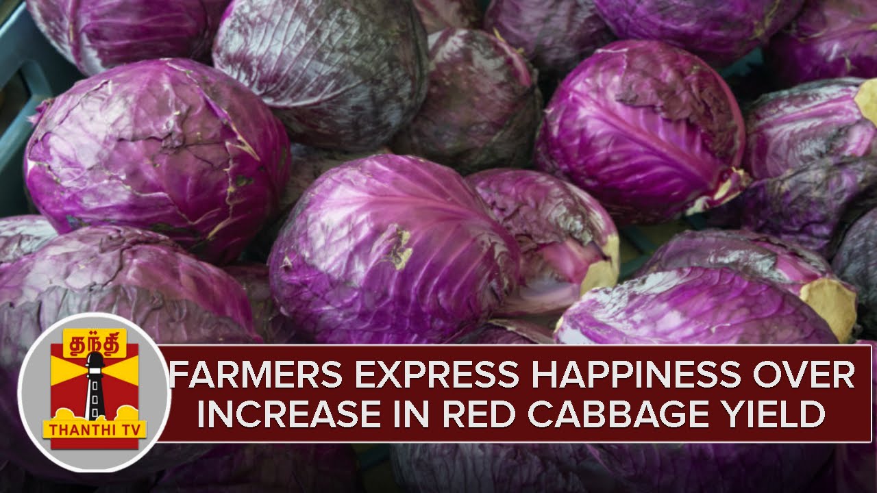 Farmers Express Happiness Over Increase in Red Cabbage Yield at Nilgiri | Thanthi TV