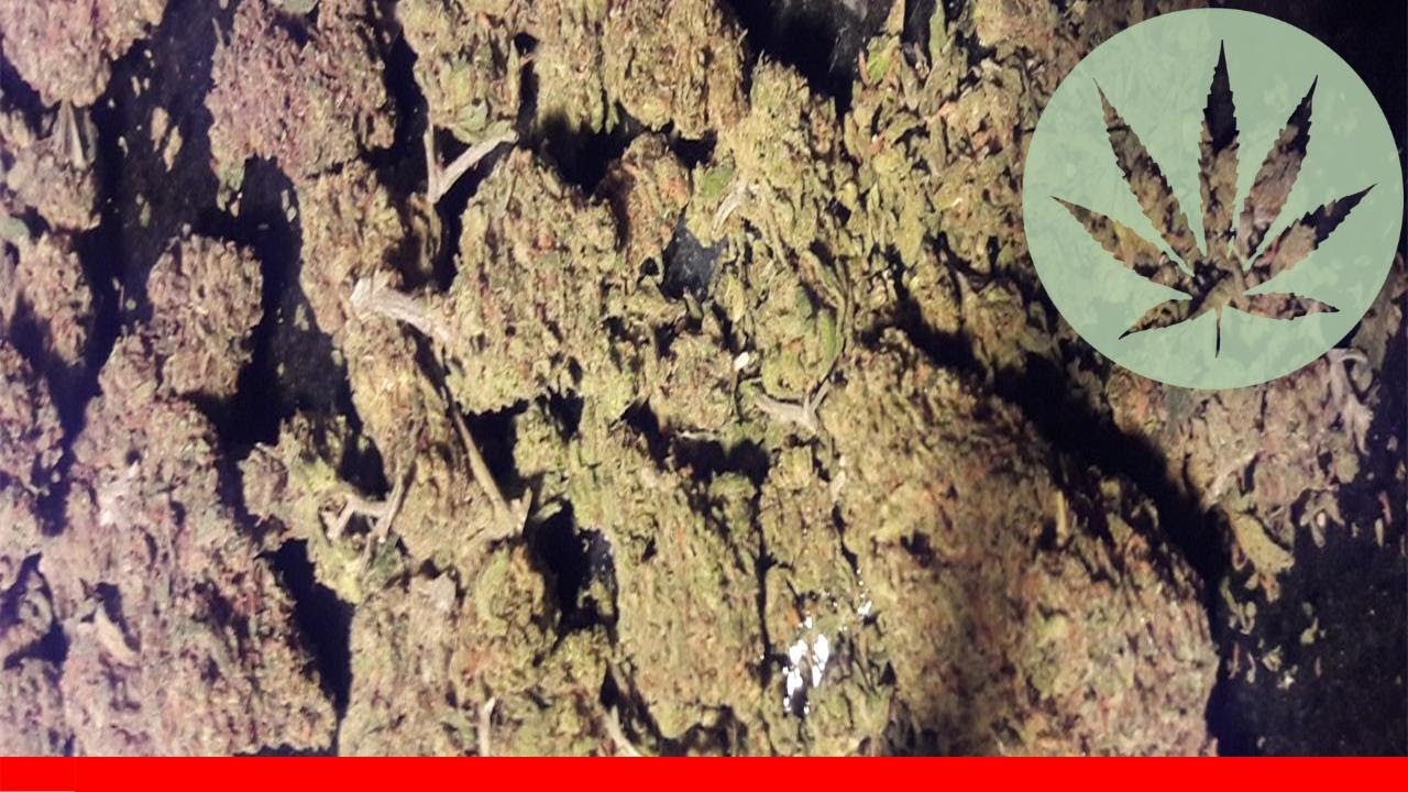 Blueberry Skunk - All About This Strain