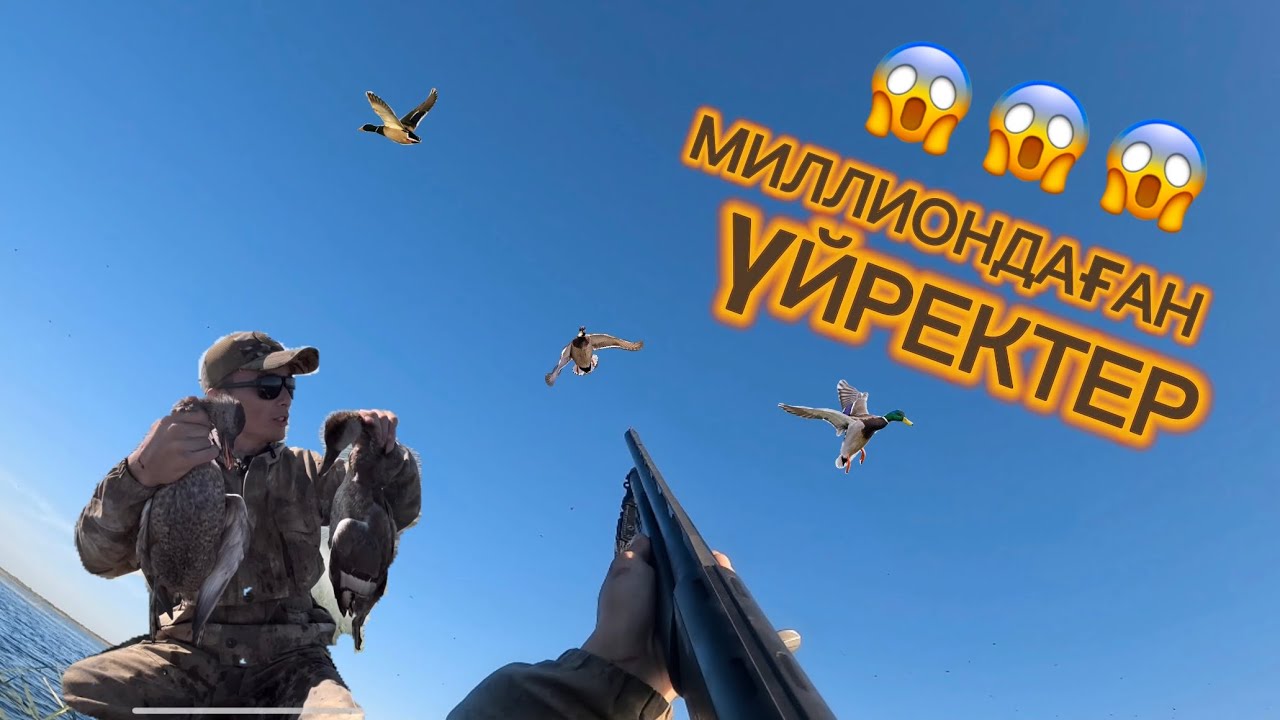 Әдемі атыс, әдемі аңшылық. Үйрекке аңшылық сәтті болды. Охота на уток. Осенняя охота @azamatgs