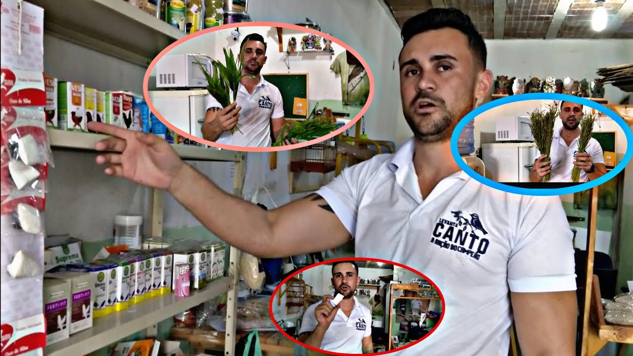 alimentação  para papa capim e coleiro cantar rápido