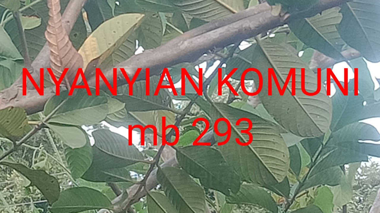 MB 293/Nyanyian komuni/ instrumen lagu rohani dengan lirik tanpa vokal