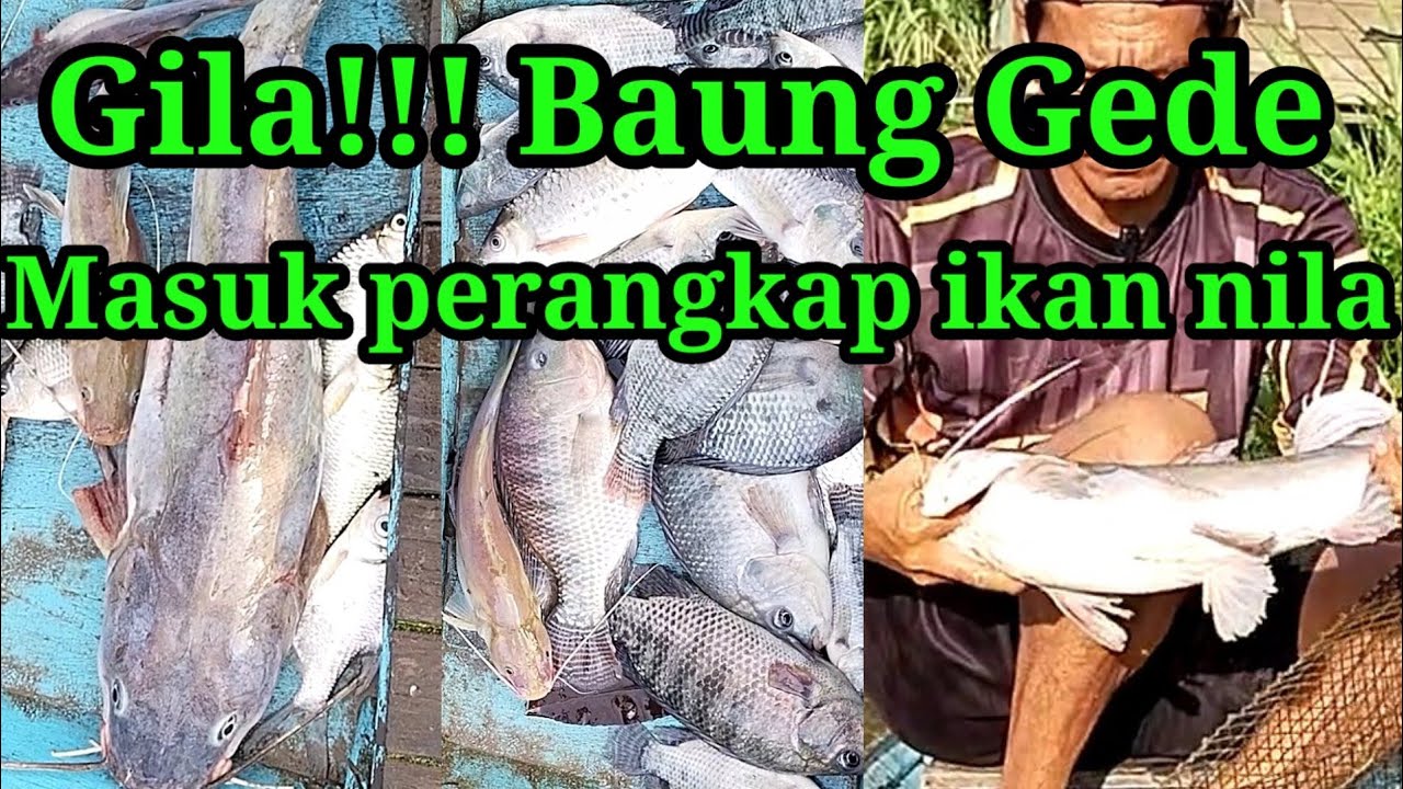 Rezeki tak di sangka!!! ikan baung besar ketangkap