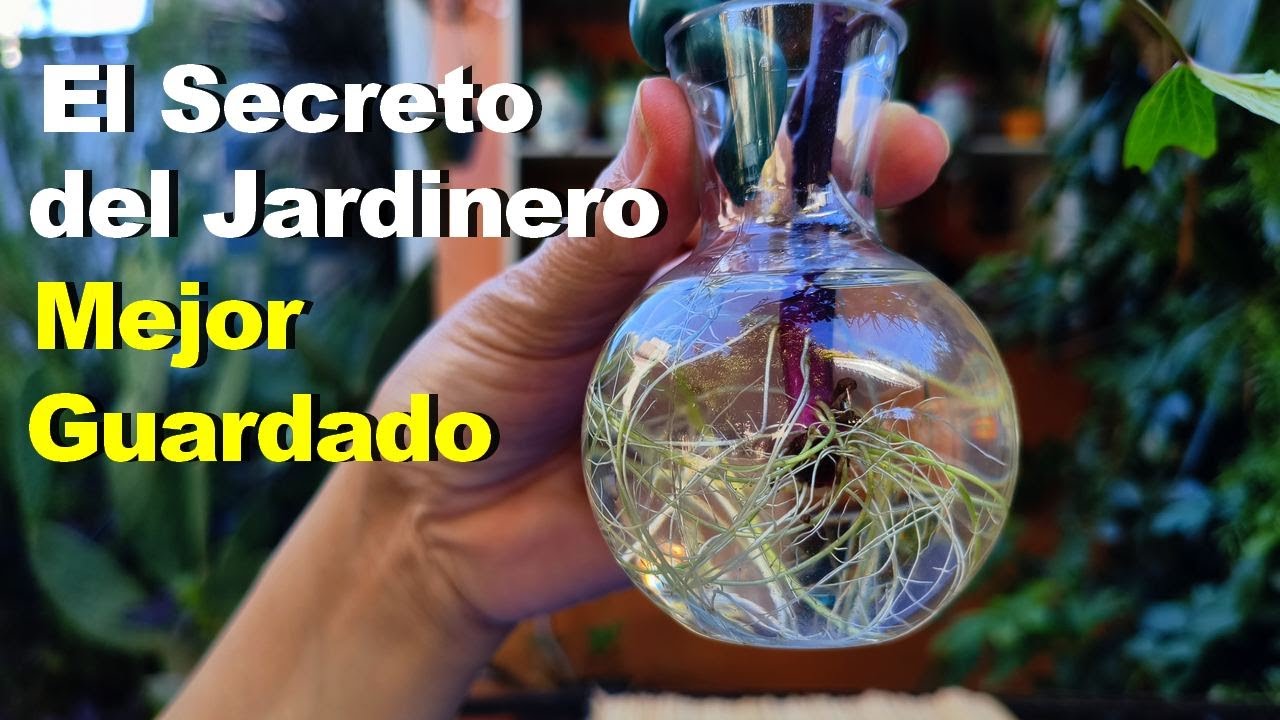 Agregué ESTO a mis ESQUEJES  y NO Creerás lo que pasó