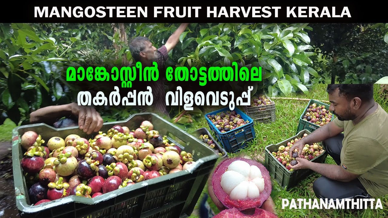 4 ഏക്കറിൽ വിളഞ്ഞു നിൽക്കുന്ന  മാങ്കോസ്റ്റീൻ തോട്ടം I മാരാമൺ ,പത്തനംതിട്ട Mangosteen Harvest Kerala